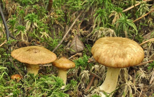 Yellowish butterdish (marsh, Suillus flavidus): photo and description, features