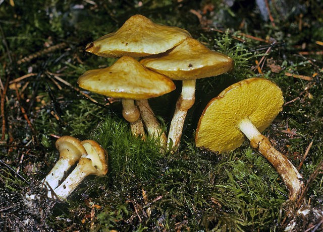 Yellowish butterdish (marsh, Suillus flavidus): photo and description, features