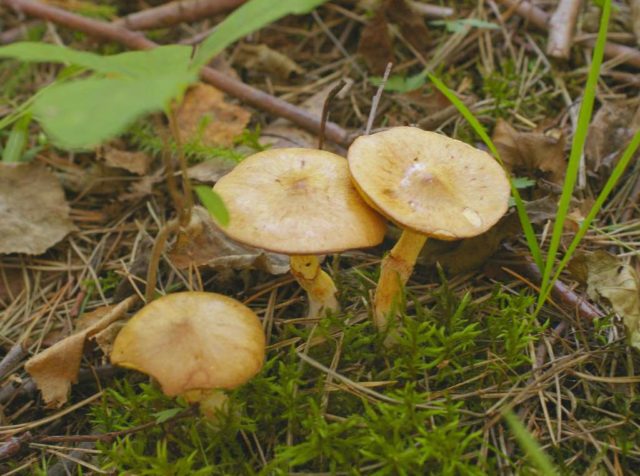 Yellowish butterdish (marsh, Suillus flavidus): photo and description, features