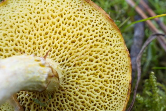 Yellowish butterdish (marsh, Suillus flavidus): photo and description, features