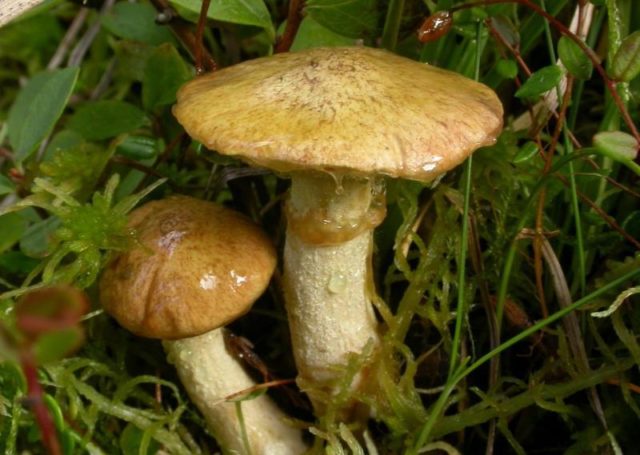 Yellowish butterdish (marsh, Suillus flavidus): photo and description, features