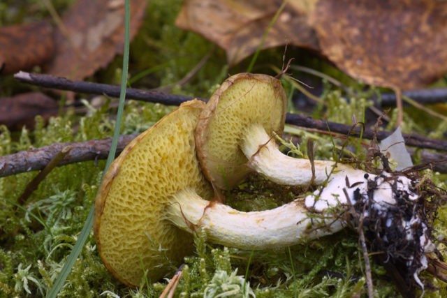 Yellowish butterdish (marsh, Suillus flavidus): photo and description, features