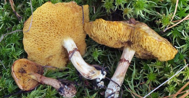 Yellowish butterdish (marsh, Suillus flavidus): photo and description, features