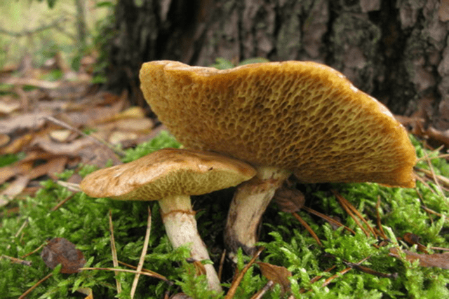 Yellowish butterdish (marsh, Suillus flavidus): photo and description, features