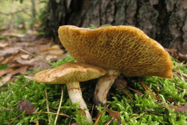 Yellowish butterdish (marsh, Suillus flavidus): photo and description, features