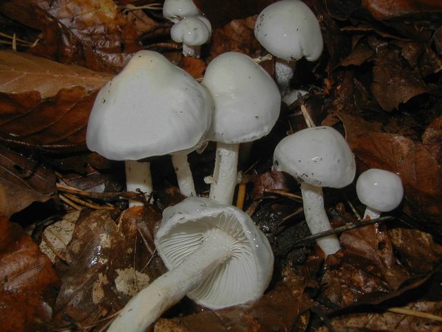 Yellowish-white hygrophorus: edibility, description and photo