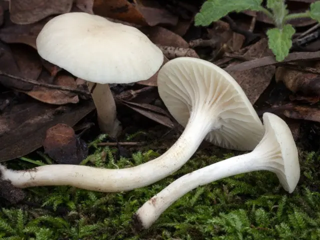 Yellowish-white hygrophorus: edibility, description and photo