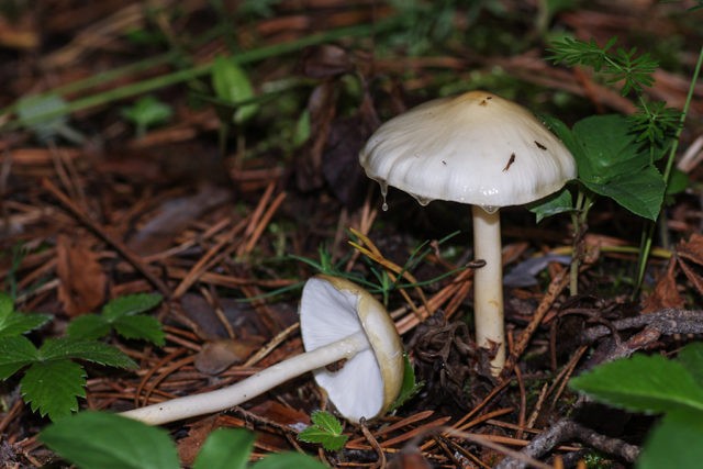 Yellowish-white hygrophorus: edibility, description and photo