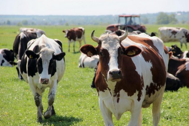 Yield of cattle meat