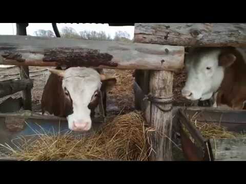 Yield of cattle meat