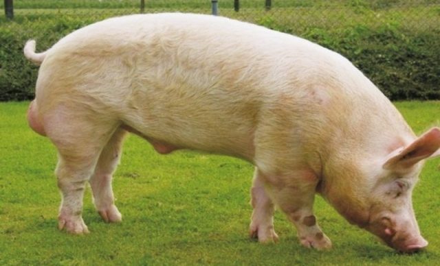Yorkshire pig breed
