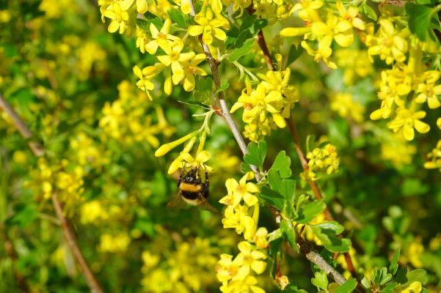 Yoshta: description, photo of a hybrid of currant and gooseberry, planting and care