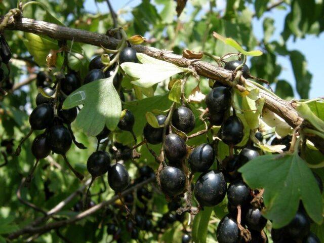 Yoshta: description, photo of a hybrid of currant and gooseberry, planting and care