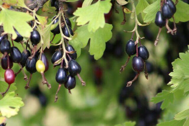 Yoshta: description, photo of a hybrid of currant and gooseberry, planting and care