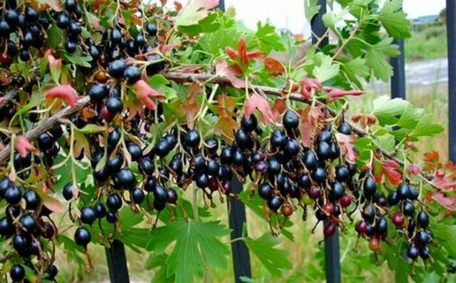 Yoshta: description, photo of a hybrid of currant and gooseberry, planting and care