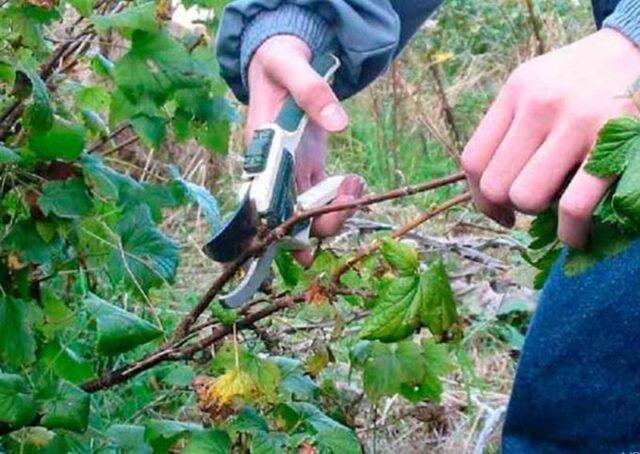 Yoshta: description, photo of a hybrid of currant and gooseberry, planting and care