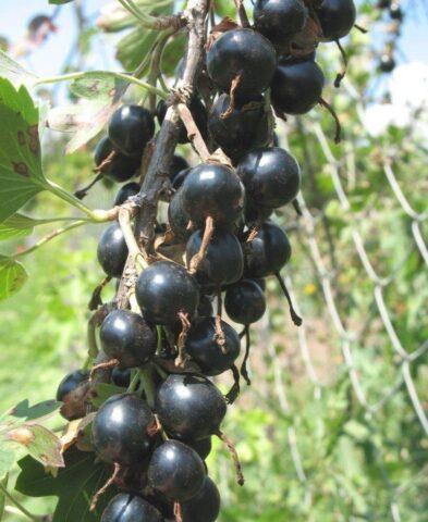 Yoshta: description, photo of a hybrid of currant and gooseberry, planting and care