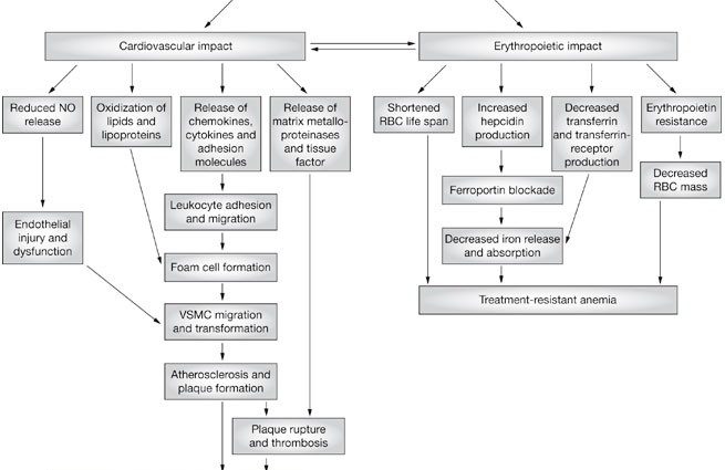 You are ignoring nephrogenic anemia &#8230; &#8211; what are the possible consequences?