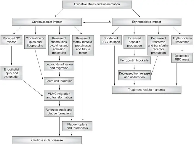 You are ignoring nephrogenic anemia &#8230; &#8211; what are the possible consequences?