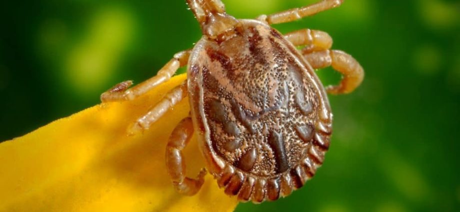 You can protect yourself from ticks, but you should think about vaccination