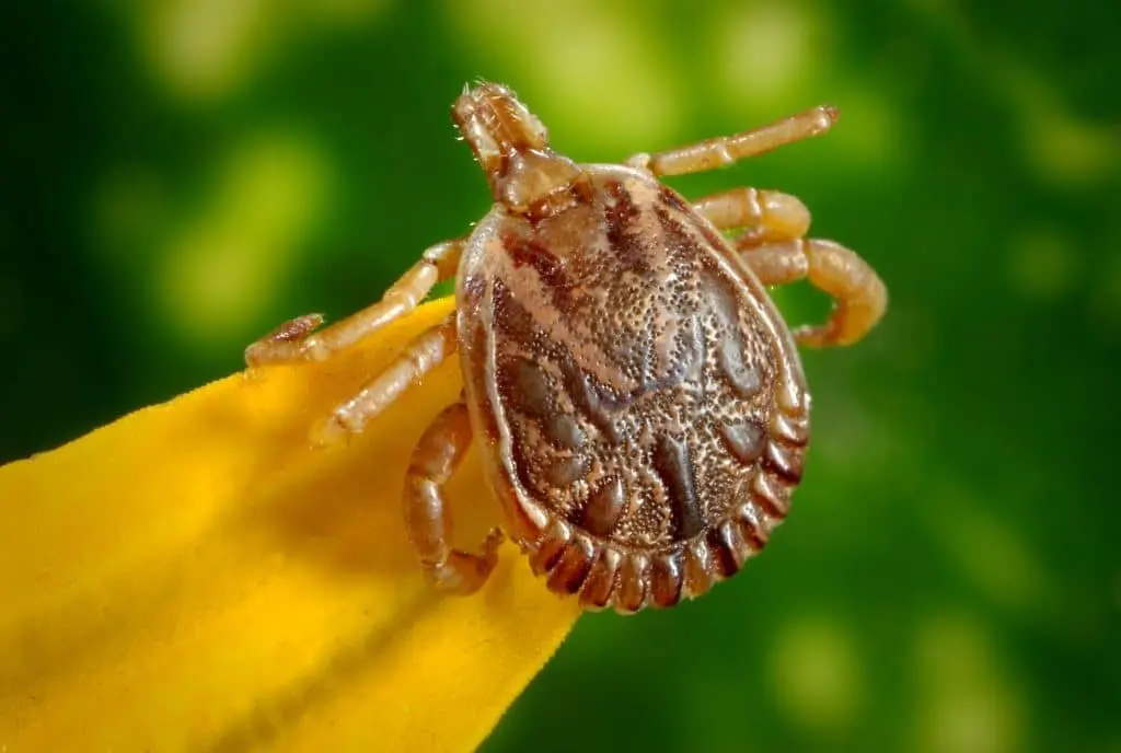 You can protect yourself from ticks, but you should think about vaccination