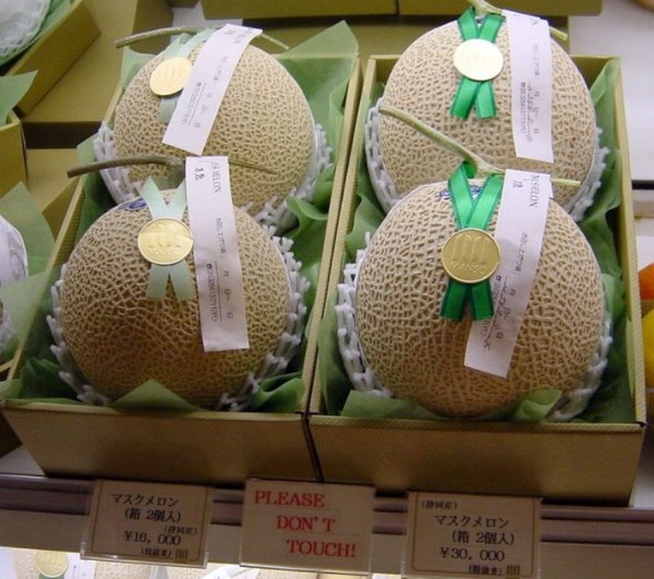 Yubari melon: the most expensive gourd in the world