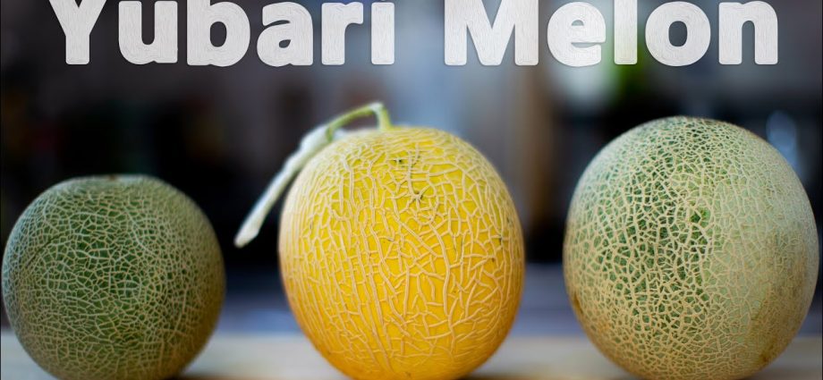 Yubari melon: the most expensive gourd in the world