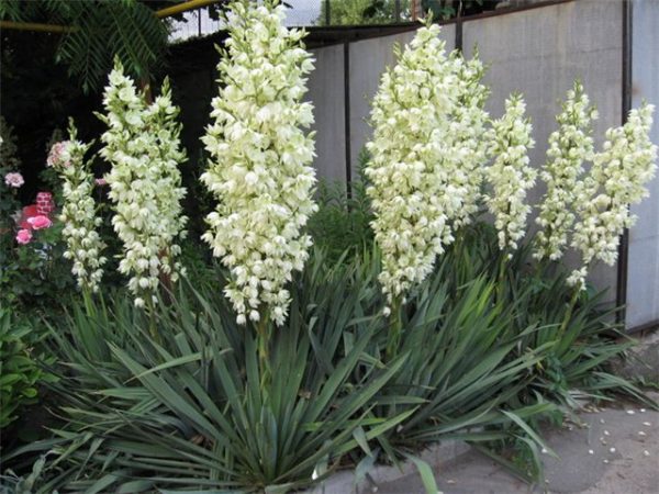 Yucca garden: photo and description