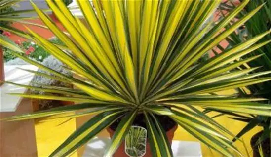 Yucca garden: photo and description