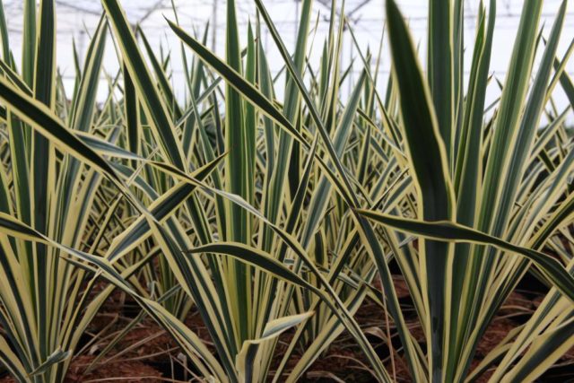 Yucca garden: photo and description