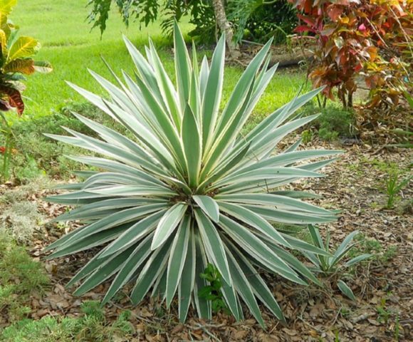 Yucca garden: photo and description