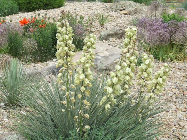 Yucca garden: photo and description