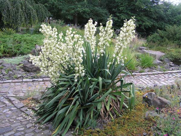 Yucca garden: photo and description