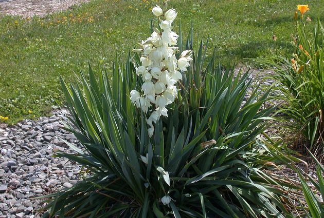 Yucca garden: photo and description