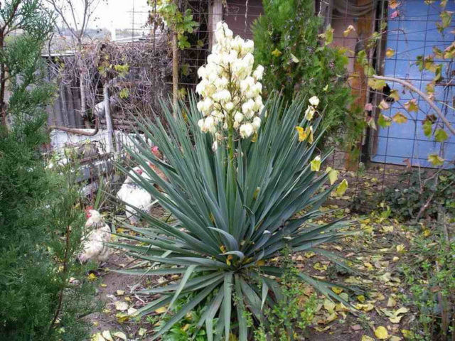 Yucca garden: photo and description