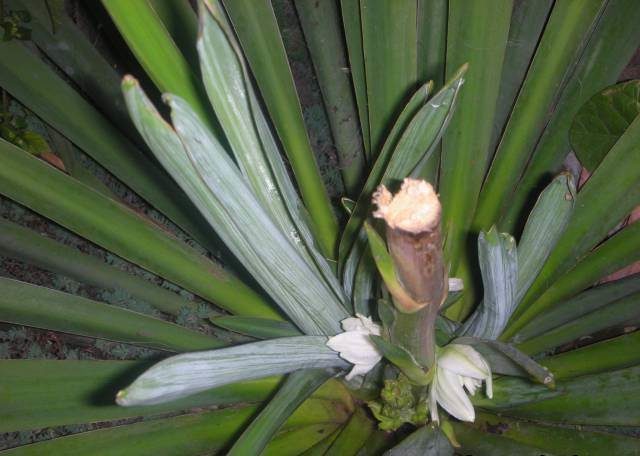 Yucca garden: photo and description