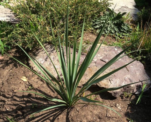 Yucca garden: photo and description