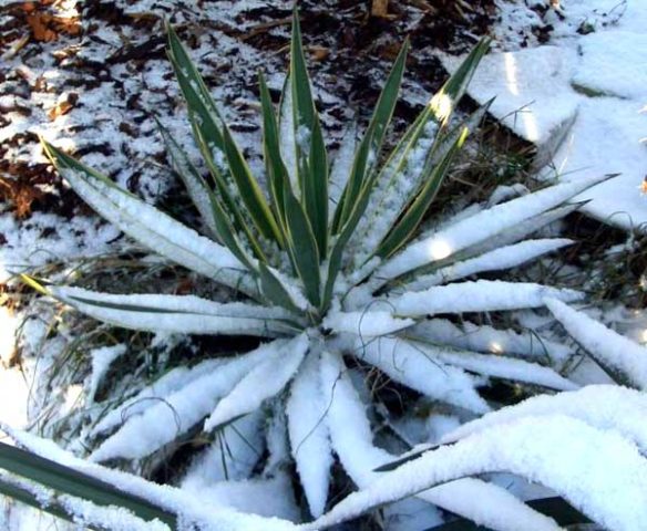 Yucca garden: photo and description