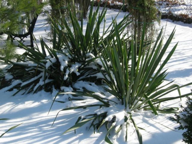 Yucca garden: photo and description