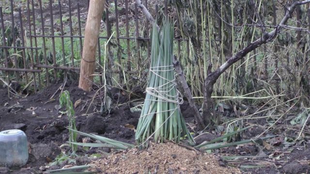 Yucca garden: photo and description