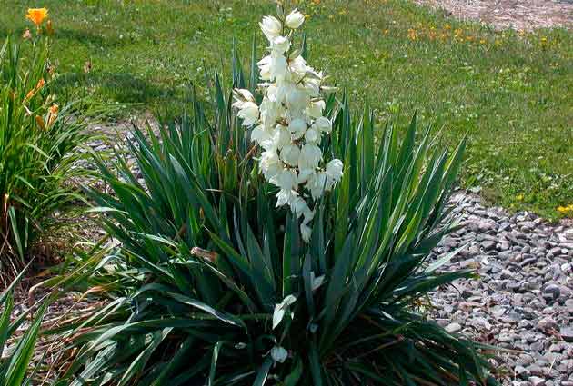 Yucca garden: photo and description