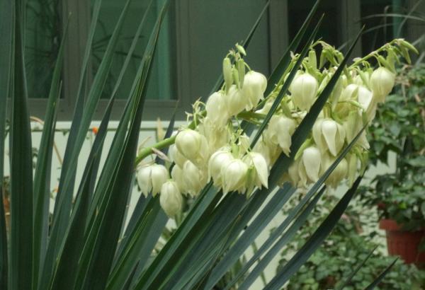 Yucca garden: photo and description