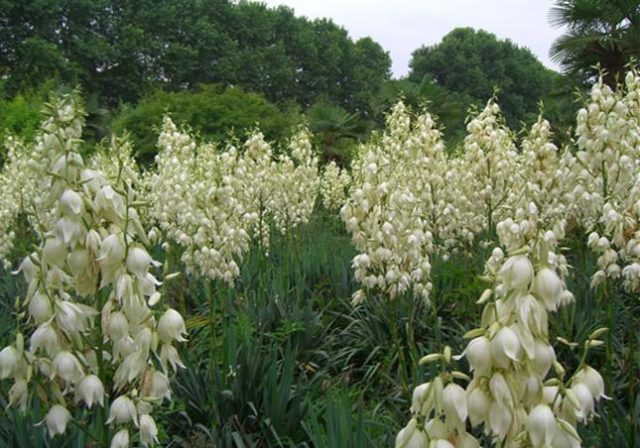 Yucca garden: photo and description