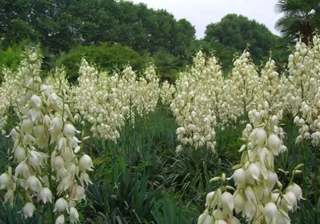 Yucca garden: photo and description