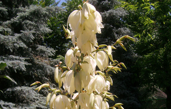 Yucca garden: photo and description