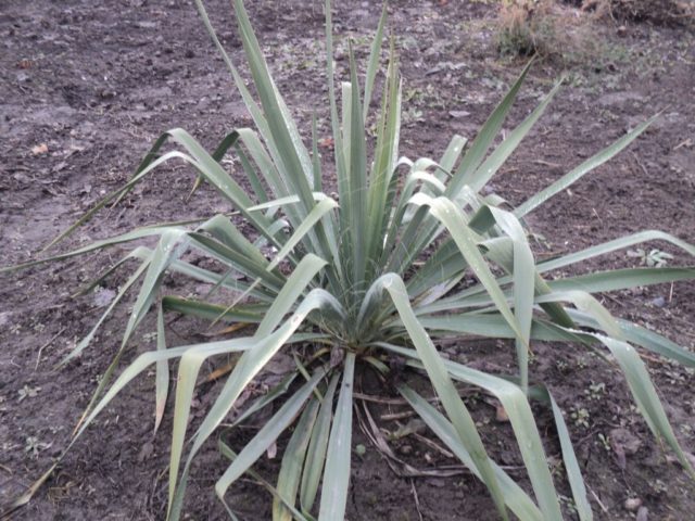 Yucca garden: photo and description