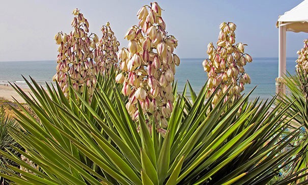 Yucca garden: photo and description