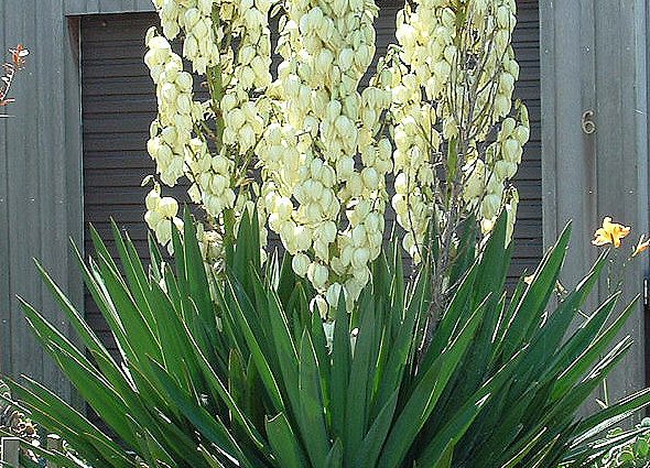 Yucca garden: photo and description