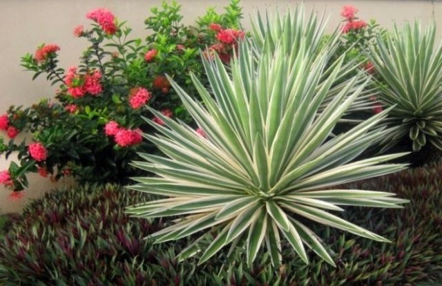 Yucca garden: photo and description