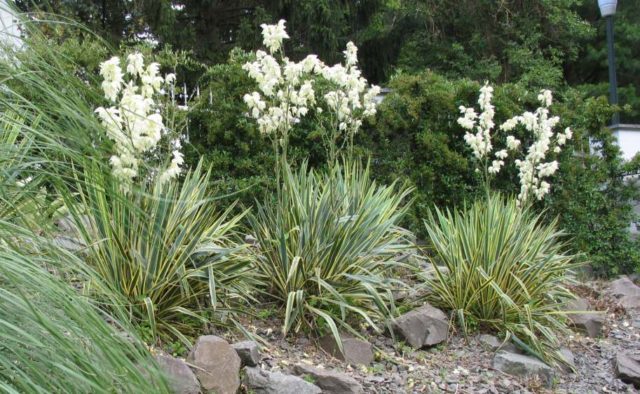 Yucca garden: photo and description